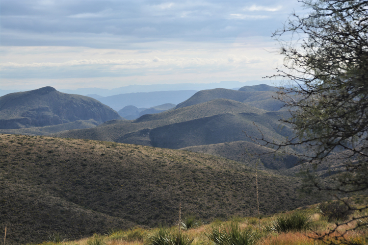 sotol vista